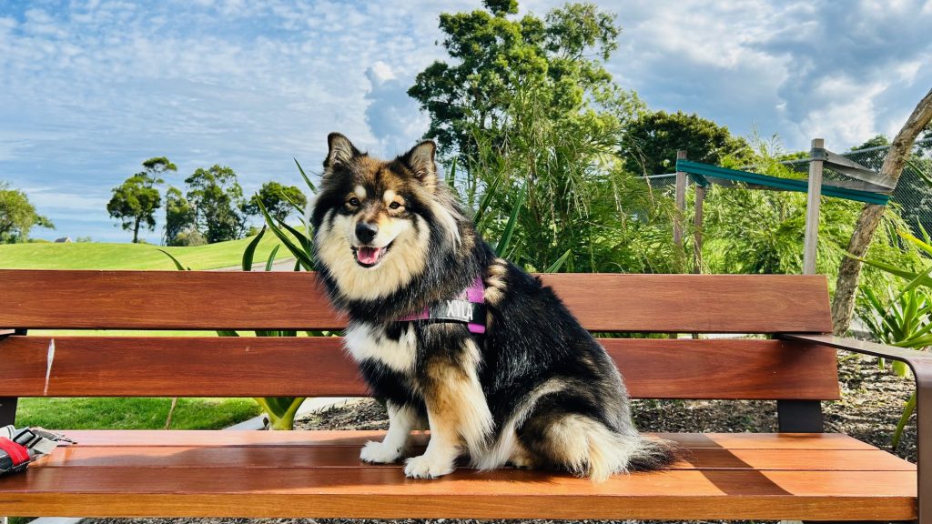 Victoria Park - with the dog